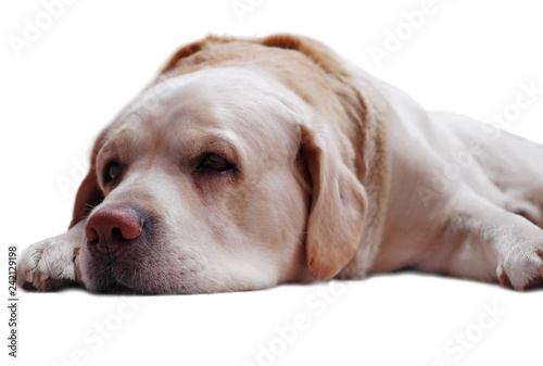 golden labrador retriever lying on floor isolated on white background
