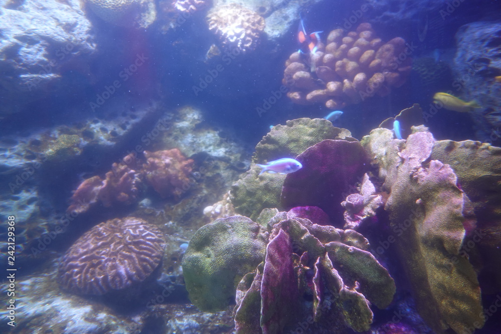 Naklejka premium Fish and marine life