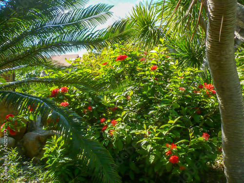 Vietnam, farang province. Beautiful tropical Asian vegetation photo