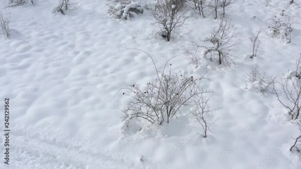 Ascending above snowed vegetation 4K aerial video Ascending above snowed vegetation 4K aerial video