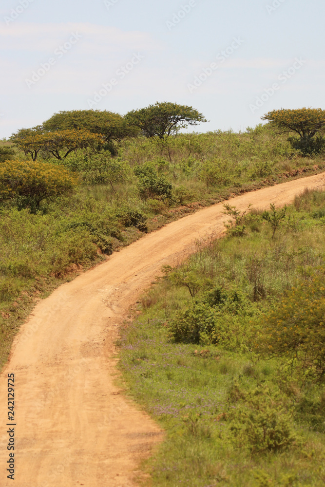 African safari dirt road trail
