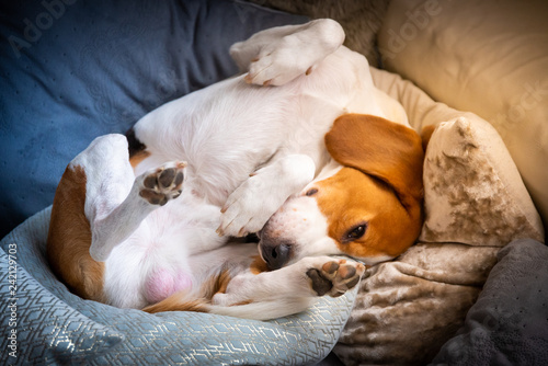 Dog tired sleeps on a couch. Funny pose, paws up. Beagle on sofa.