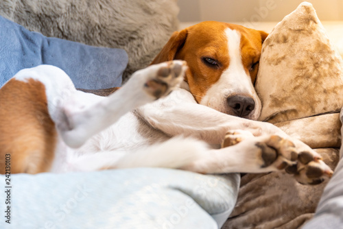Dog tired sleeps on a couch. Lazy Beagle on sofa. © Przemyslaw Iciak