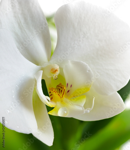 White orchid flower close-up isolated on white