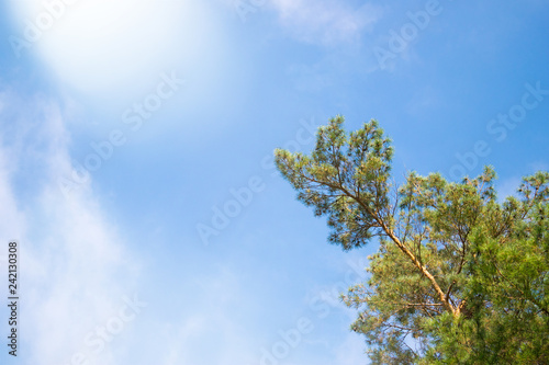 Green fir tree against blue sky as a background.