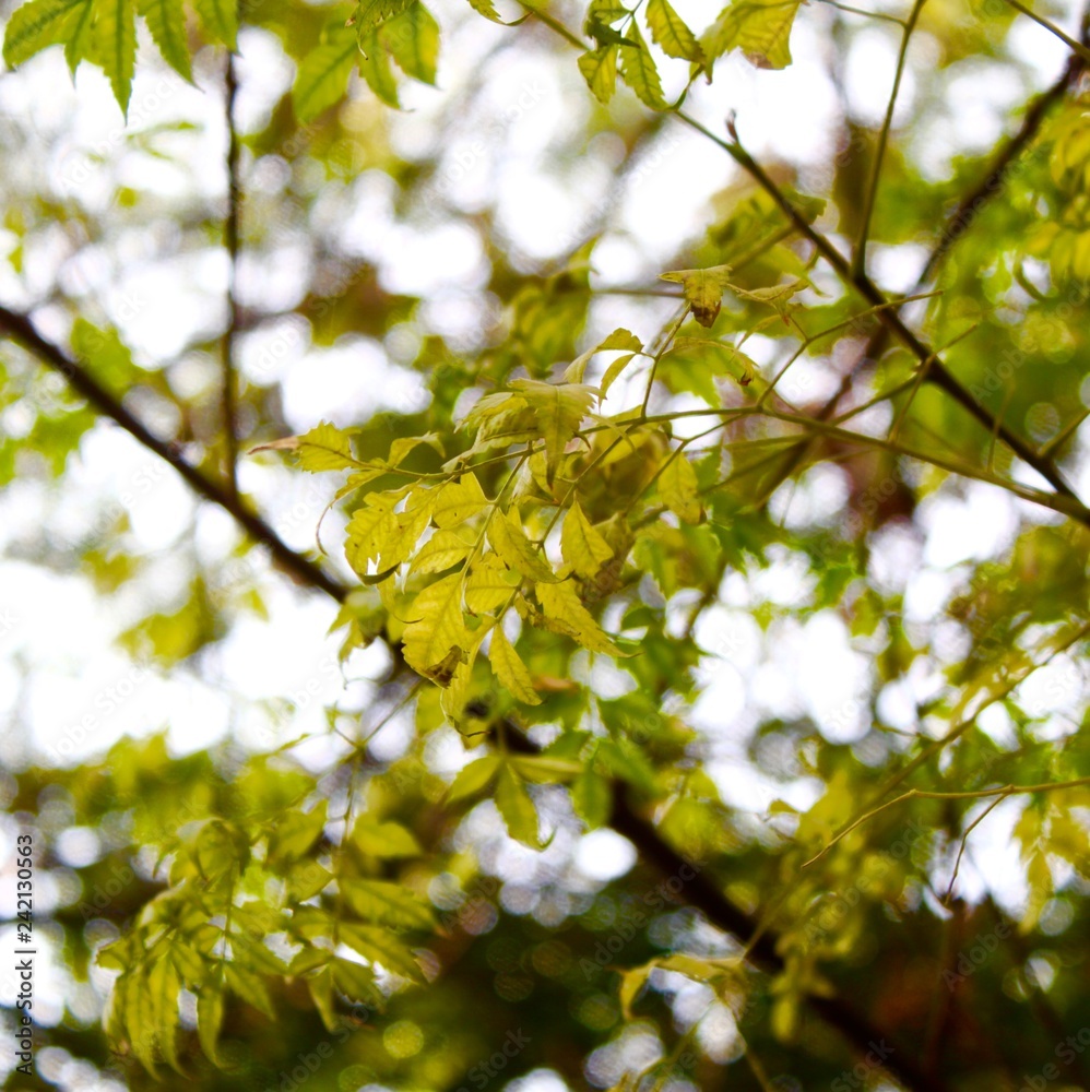 A picture of branch of a tree in spring with green and yellow leaves clicked in sunlight with sky as background.