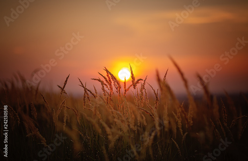 Fototapeta Naklejka Na Ścianę i Meble -  Sundown in wheat against the backdrop of faint colorful sunset