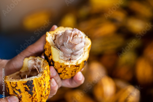 Cocoa beans and cocoa pod on a wooden surface.
