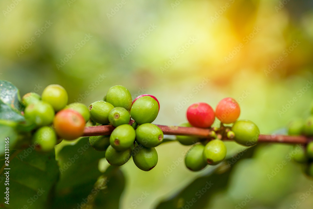 Coffee beans ripening on tree in North of thailand Coffee beans ripening on tree in North of thailand