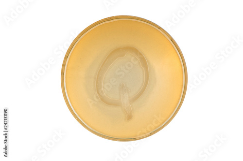 bacteria escherichia coli culture on plate in shape letter q