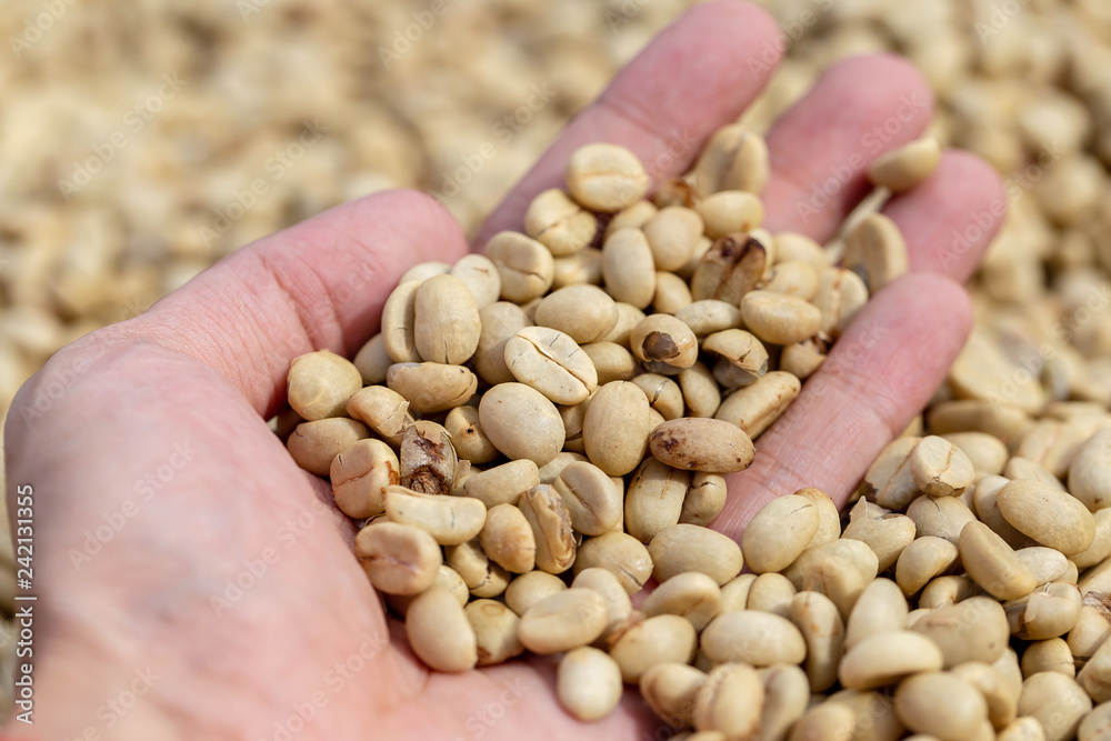 natural organic green coffee beans natural organic green coffee beans