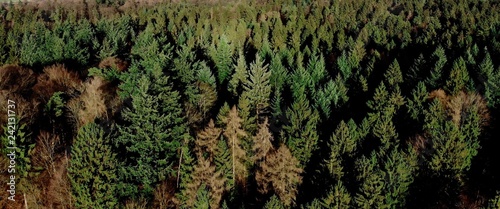Schleswig Holstein Wald mit Drohne 
