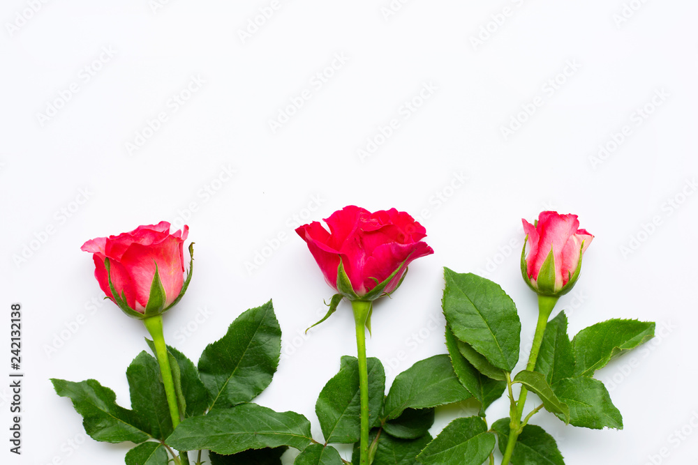 Fototapeta premium Rose flowers on white background.