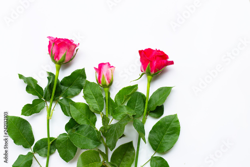 Wallpaper Mural Rose flowers on white background. Torontodigital.ca