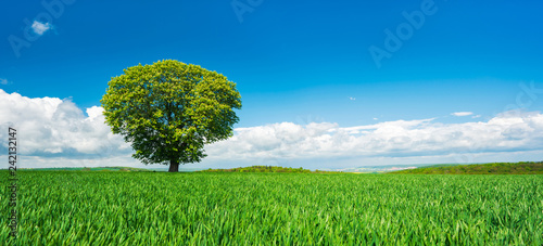 Panorama  Chestnut Tree in Green Field under Blue Sky