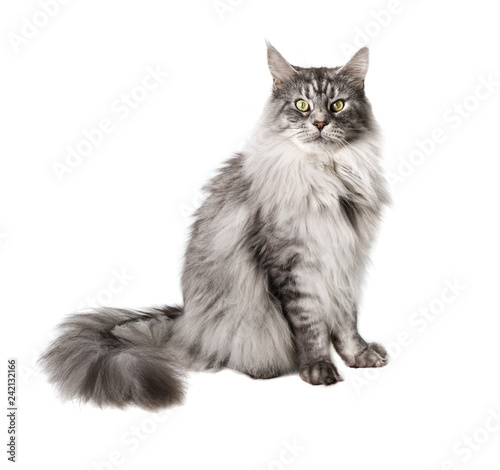 Fototapeta Naklejka Na Ścianę i Meble -  Cute Maine Coon cat looks pensively at camera