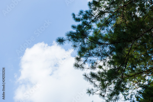 Pinus mugo - It is also known as creeping pine  dwarf mountain pine