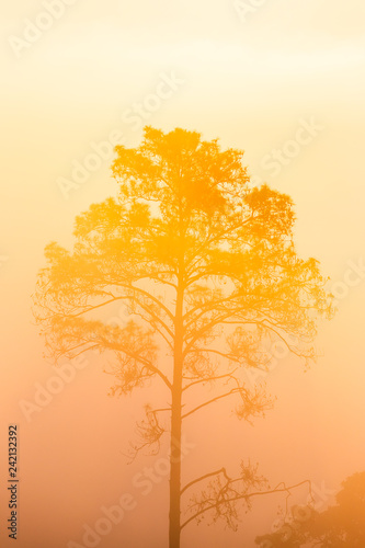 Pinus mugo - It is also known as creeping pine, dwarf mountain pine, mugo pine. © freedom_naruk