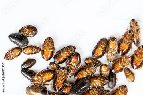 Fototapeta Naklejka Na Ścianę i Meble -  Close-up cockroach isolated for study parasites in laboratory.