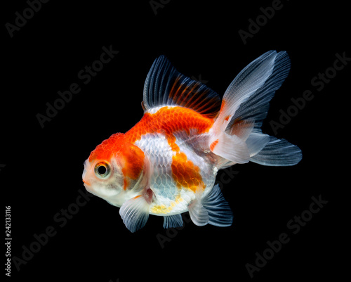 goldfish isolated on a dark black background