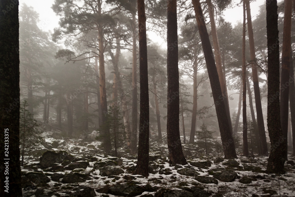 Path through a golden forest with fog and warm light. Snow in the pine forest. Mysterious scene