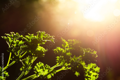 Curly parsley leaves closeup in the garden