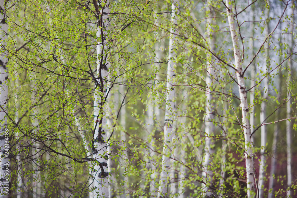 Fototapeta premium Birch trees with blossoming spring tender leaves