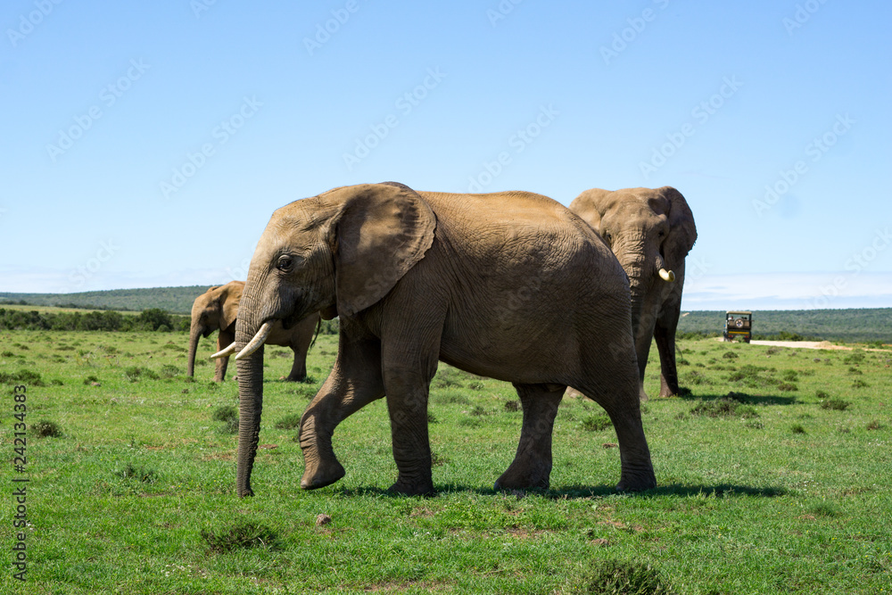 Elefant Addo #1