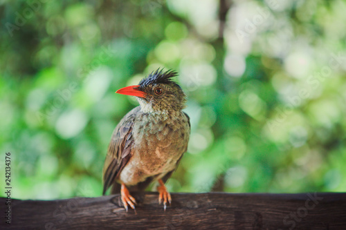 Exotic little bird with a red beak on a tree branch in the wild photo