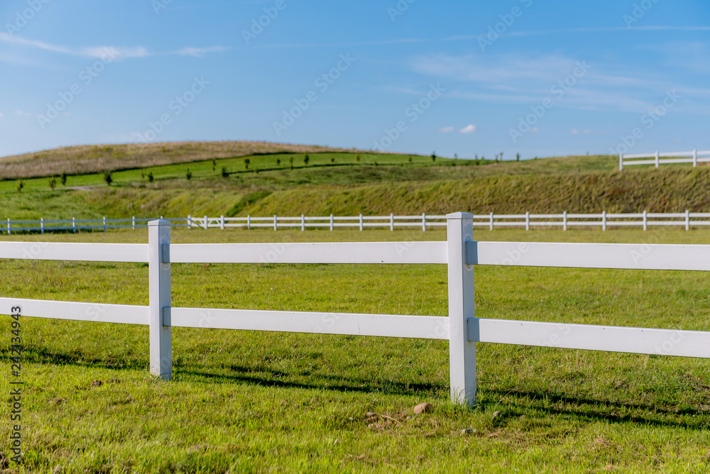 Horse white paddock on the sky background