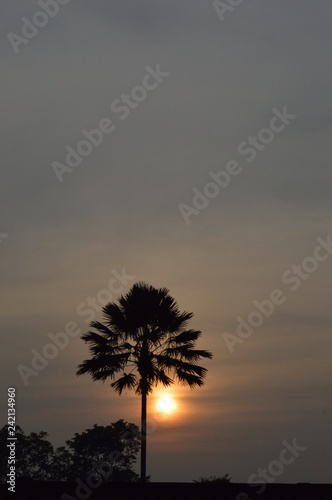 silhoutte palm tree on sunset, Malang city