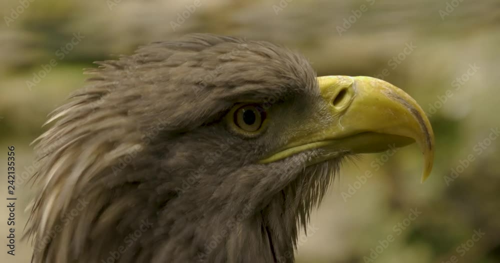 Close up of eagle head profile, the eagle moves his head around in 10bit HDR / HLG Close up of eagle head profile, the eagle moves his head around in 10bit HDR / HLG