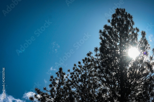 Sunlight through Tree