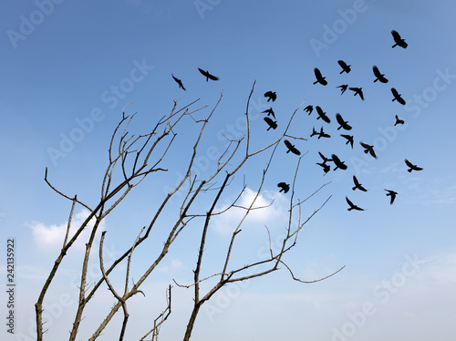 A dead barren tree leaning towards a flock of birds flying away for the concept  Seasonal migration. 