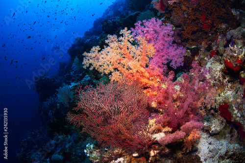 Beautiful soft corals on reefs of the Red Sea. © Sergey