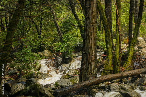 Stream in Yosemite