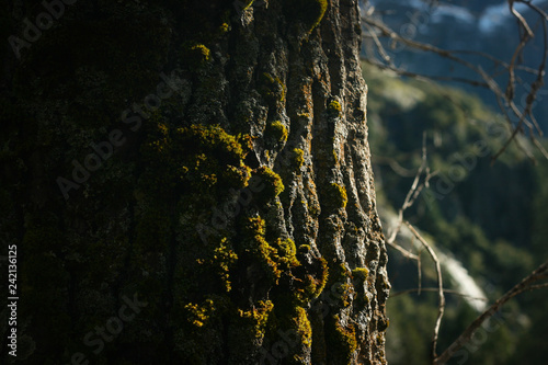Moss on Tree Bark