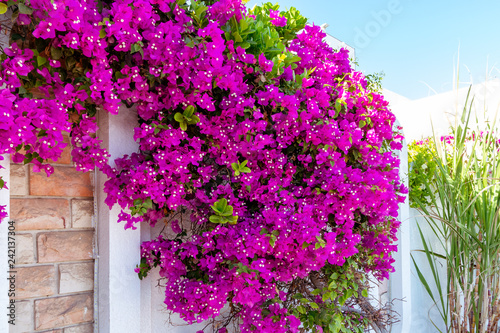 lush blooming of Bougenvillea climbing plant on the wall of a house in a southern country