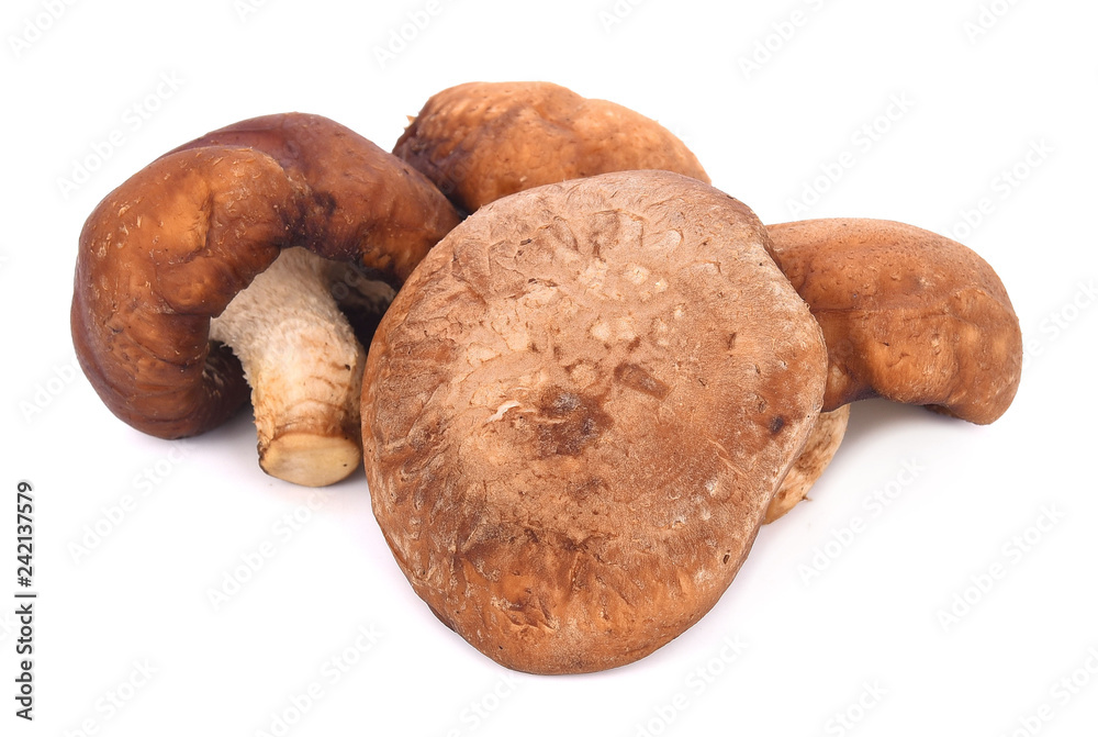 Fresh shiitake mushroom isolated on white background Fresh shiitake mushroom isolated on white background