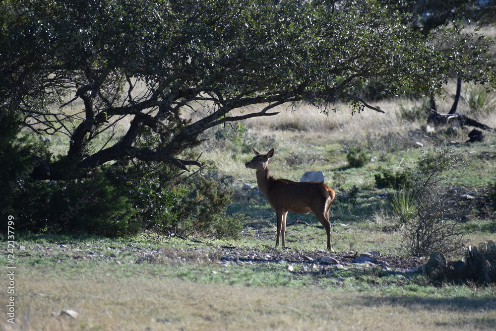 small herd of red deer doe close up small herd of red deer doe close up