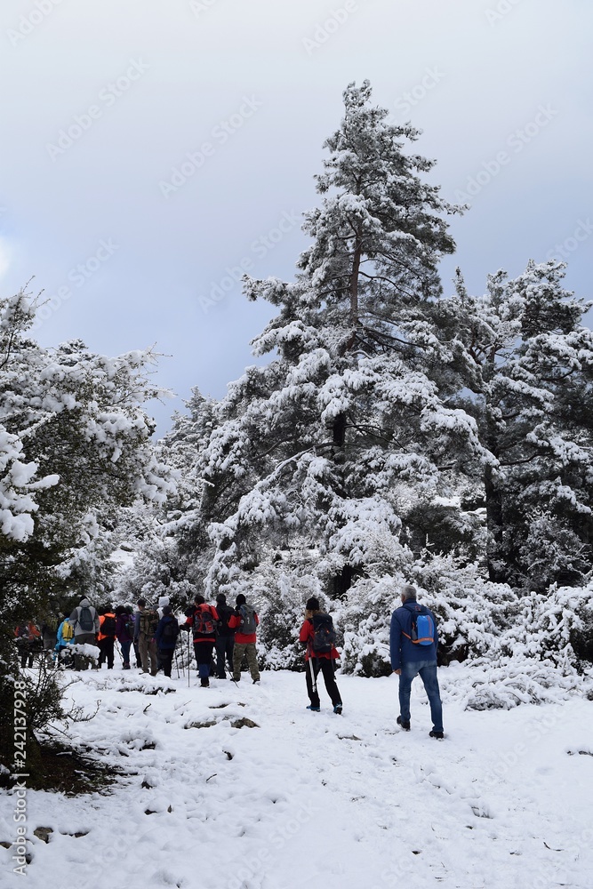  Hiking.Hiking winter.Snowy winter road. Beautiful winter landscape in the mountain forest.Group of people in the forest. Akcaova-Serefler -Cine. Turkey