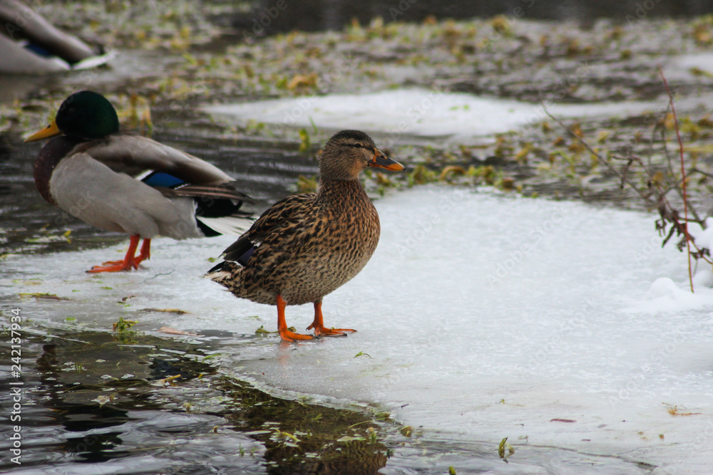 Ducks in winter on a lake Ducks in winter on a lake