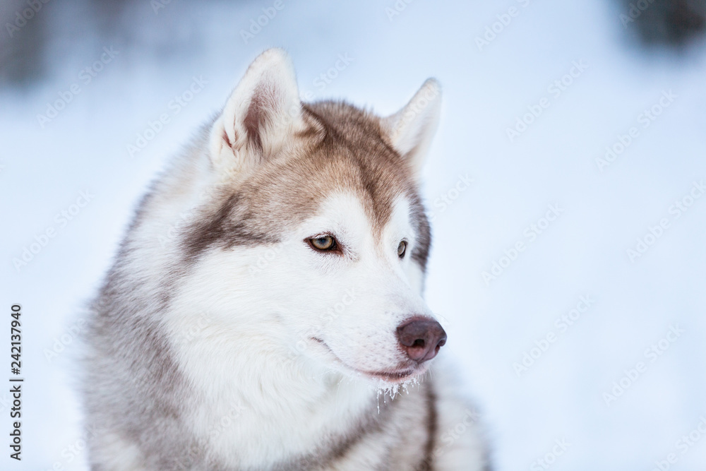 Cute and beautiful siberian Husky dog sitting on the snow in the fairy winter forest. Close-up. Profile portrait