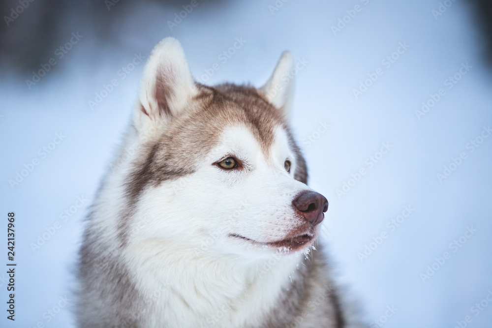 Lovely and happy siberian Husky dog sitting on the snow in the fairy winter forest. Close-up. Profile portrait