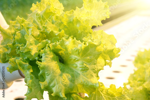 Growing vegetables in a greenhouse. Plantations of green salad. photo