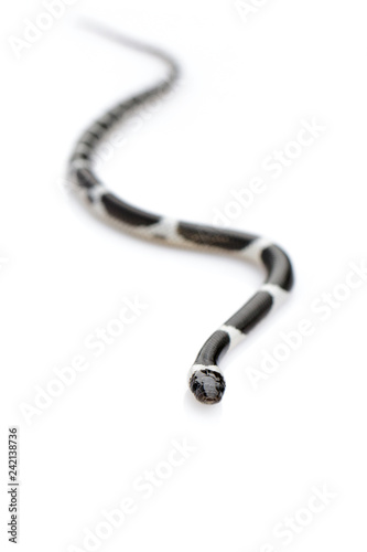 Image of little snake (Lycodon laoensis) on white background., Reptile,. Animals photo