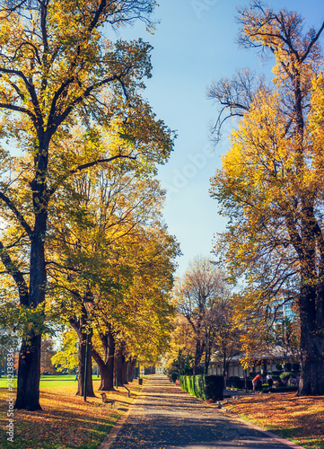 A way with street big trees in the park at autumn