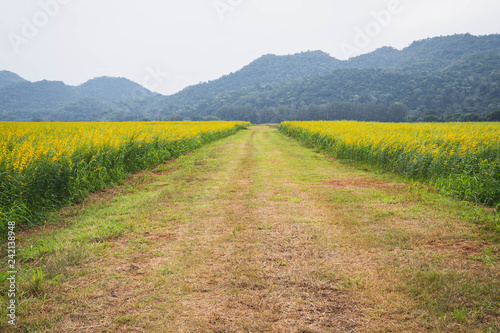 Field of yellow flower. flower background with yellow flowers. Beautiful yellow flowers.