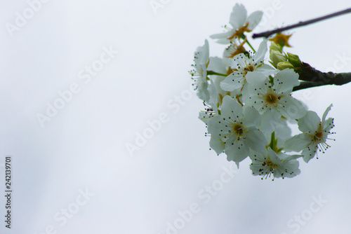 Dogwood Tree Flowers Macro in Fog