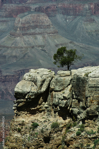 Grand Canyon Overlook with lone tree